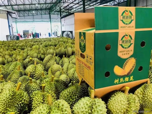 龙眼树的整形修剪技术与果实品质的关系研究